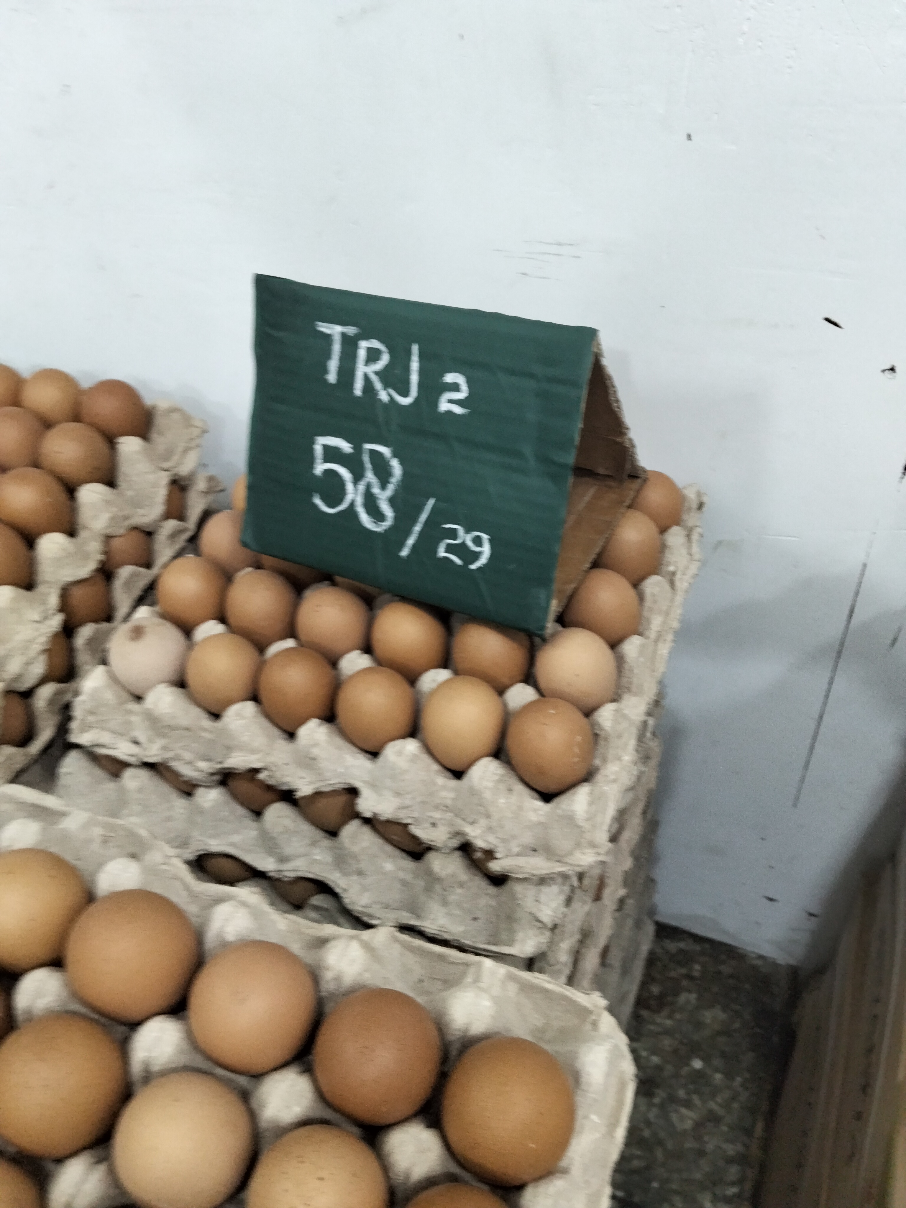 Telur Trj 2